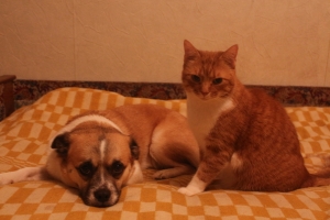 Дружба кота та собаки «Рижий та Стрелка»